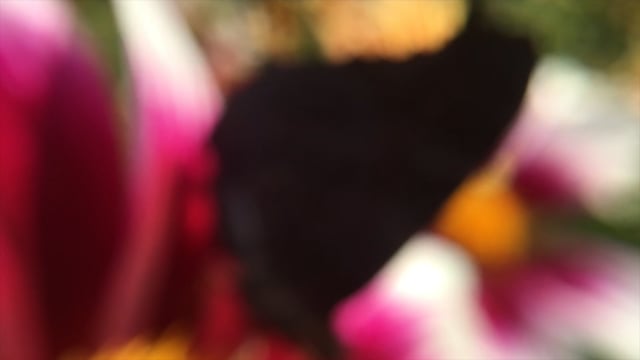 vimeo placeholder image