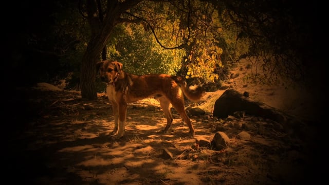 vimeo placeholder image